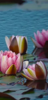 Pink water lilies and green lily pads over calm water.