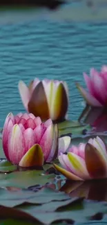 Pink water lilies floating on a serene pond with green lily pads.