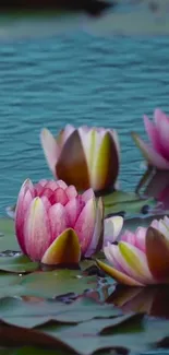 Beautiful pink water lilies floating on a serene pond.