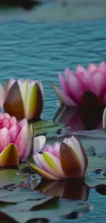 Pink water lilies float on a peaceful teal pond.