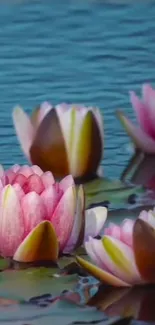 Serene pink lotus blossoms on blue water, perfect for nature lovers.