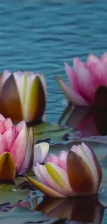 Serene water lilies floating on a calm lake, with vibrant pink petals.