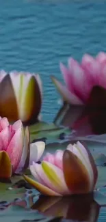 Pink water lilies reflecting on a calm blue pond.