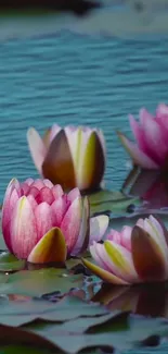 Serene pink water lilies floating on a tranquil pond.