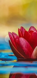 Vibrant red water lily on a serene water surface.