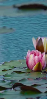 Vibrant pink water lily on teal water surface.