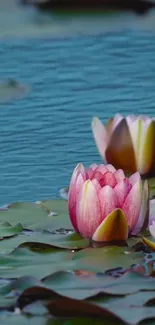 Blooming pink water lilies on a calm pond.