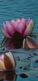 Pink water lilies floating on calm blue water.