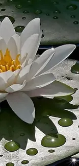 White water lily on dew-covered lily pads with a tranquil background.