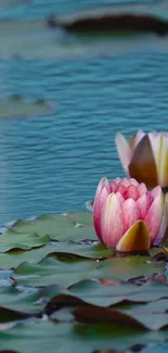 Serene pink water lily on calm blue pond with lily pads.