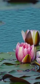 Serene pond with blooming pink water lilies and green lily pads.