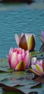 Pink water lilies in a tranquil pond.