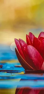 Water lily with vibrant petals against a serene blue and gold background.