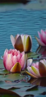 Pink water lilies on a calm blue pond, creating a serene mobile wallpaper.