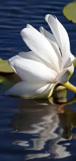 White lotus reflecting in calm water with lily pads.