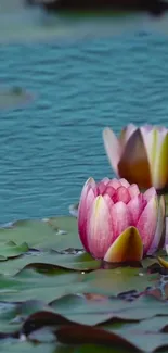 Mobile wallpaper featuring pink water lilies on calm blue water.