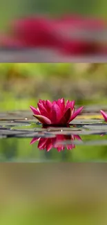 Vibrant pink water lilies reflecting in a tranquil green pond.