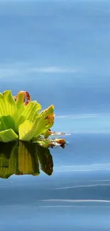 Floating water lily on calm blue water wallpaper.