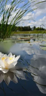 Serene pond with a lily and sky reflection.