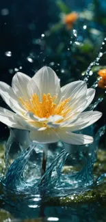 White water lily with splashing water on a dark blue background.