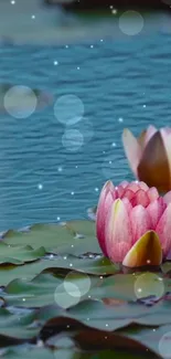 Serene pond with blooming pink water lilies.