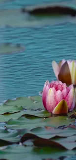 Serene mobile wallpaper with pink water lilies on blue waters.