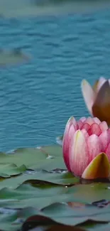 Serene water lily wallpaper featuring pink blossoms and blue water background.