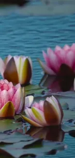 Pink water lilies gracefully floating on a blue pond.