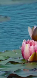 Serene water lily under clear teal water