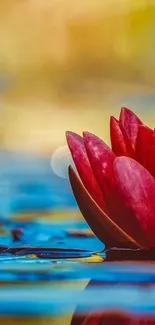 Serene water lily in vibrant colors.