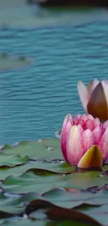 Close-up of a pink water lily floating on calm blue water.