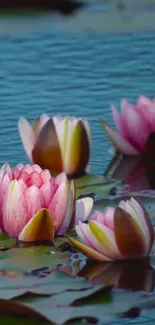 Serene pink water lilies on blue water background wallpaper.