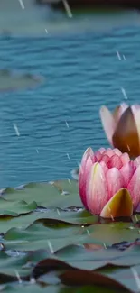 Serene wallpaper of pink water lilies and raindrops on a tranquil pond.