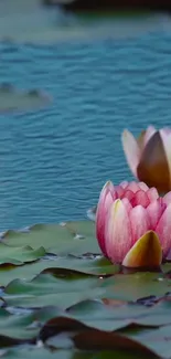 Tranquil water lily floats on serene blue water.