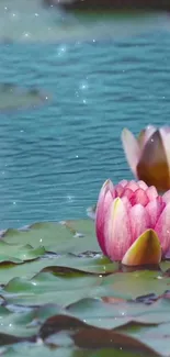 Serene pink water lilies with turquoise waters.