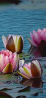 Serene pink water lilies on tranquil waters.