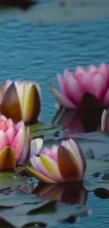 Serene pink water lilies on a tranquil blue pond.