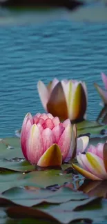 Serene water lilies floating on a tranquil blue pond.