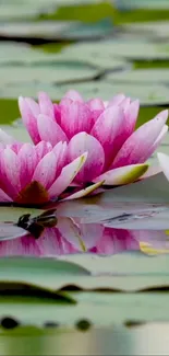 Pink water lilies floating on tranquil water with green lily pads.