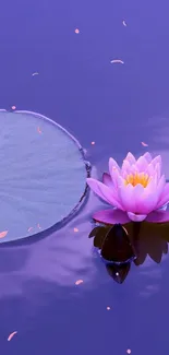 Tranquil water lily with purple reflection on calm water surface.