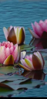 Pink water lilies floating on calm blue water, creating a serene wallpaper.