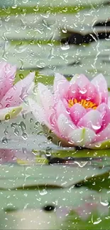 Pink water lilies with raindrops on a tranquil pond.