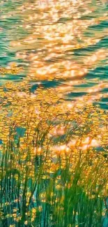 Golden reflections on calm water with green foliage.