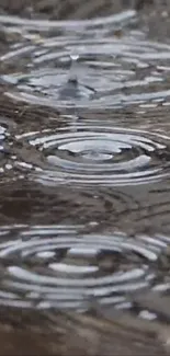 Raindrops creating ripples on water surface wallpaper.