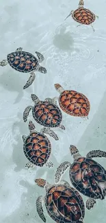 A serene wallpaper of turtles swimming gracefully in clear water.