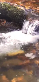 Serene waterfall with autumn leaves on a mossy rock bed.