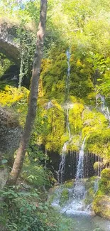 Serene waterfall in a lush, green forest setting.