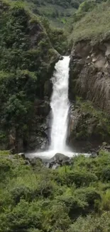 Serene waterfall amidst lush greenery in a forest.