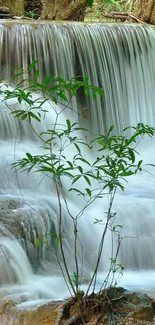 Lush greenery with a cascading waterfall, perfect for a serene mobile wallpaper backdrop.