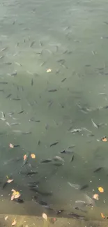 Calm water with swimming fish and floating leaves.